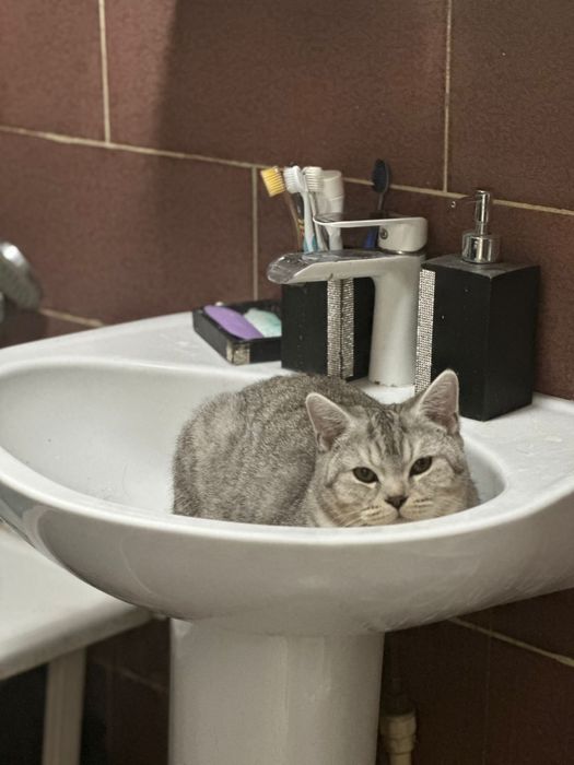 Продам породистого кота