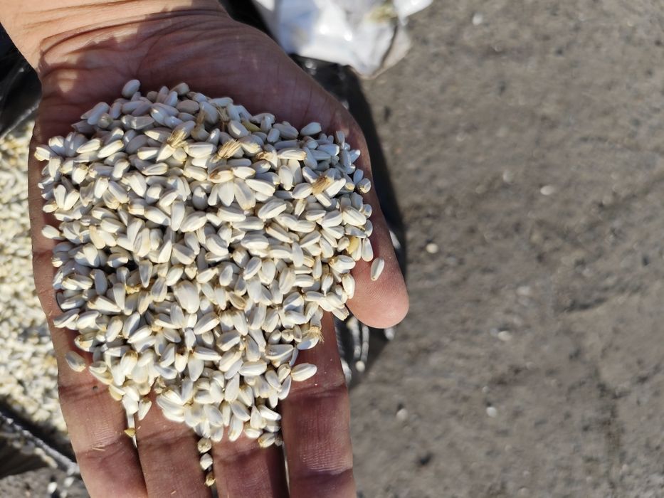 Продается семена сафлора