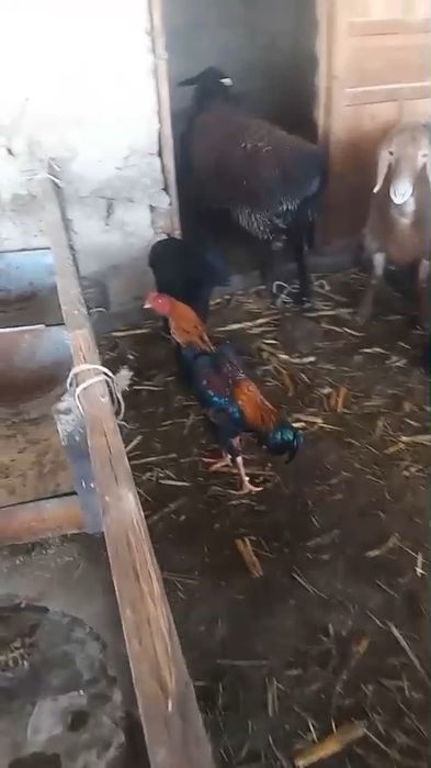 Дакан мошный зат