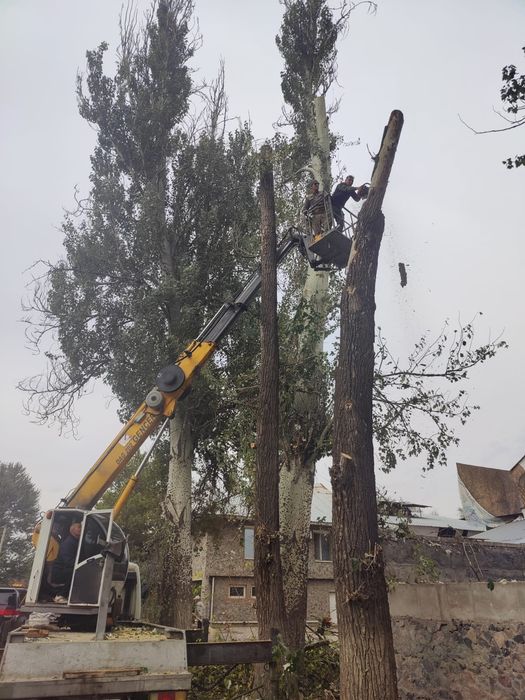Спил деревьев обрезка плодовых