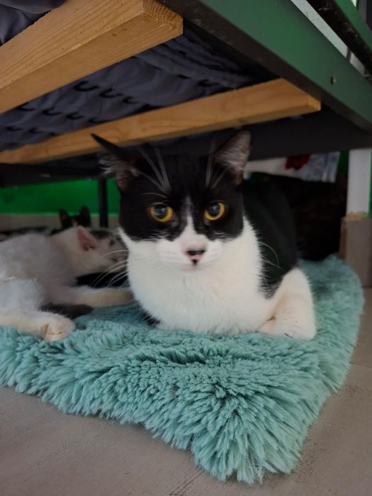 Adoptie pisica neagra castrata