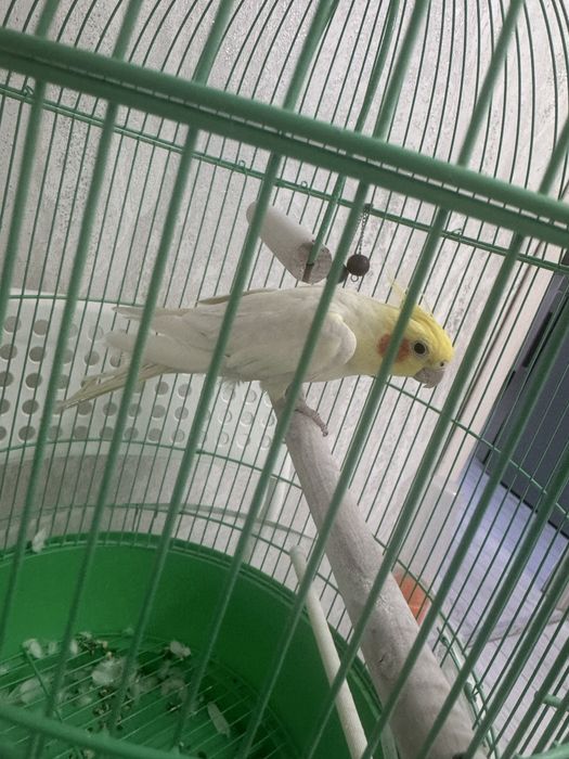 Продадим попугайчика среднего размера