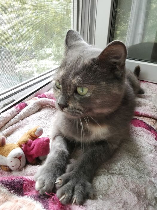 Красавица кошка Катя