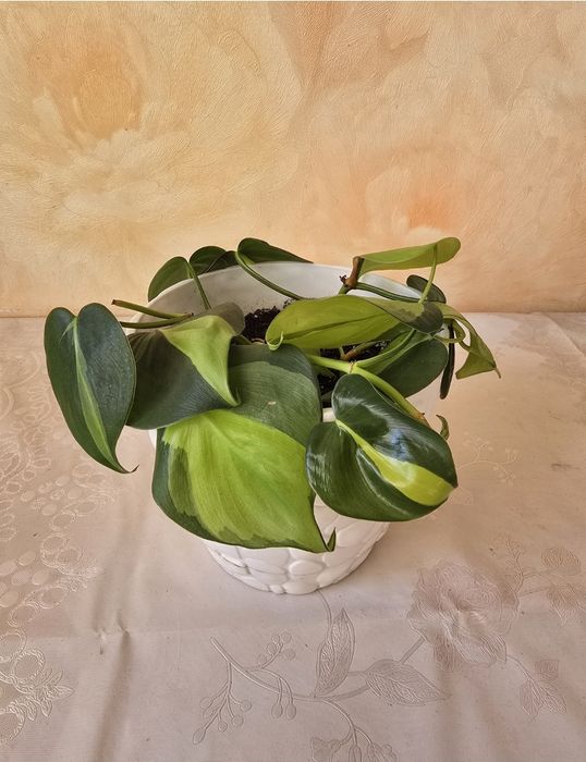 Фикус Тинеке,  шлюмбергера