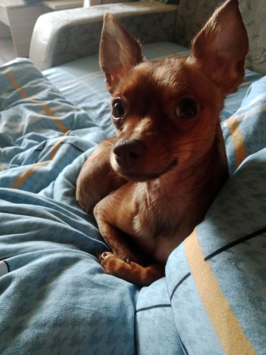 Вязка той терьера,породистый с паспортом,цена 25000,писать на ватсапп