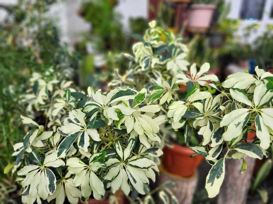 Продам роскошные фикусы