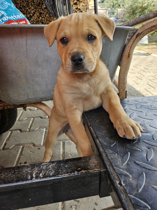 Adopții catei -donații