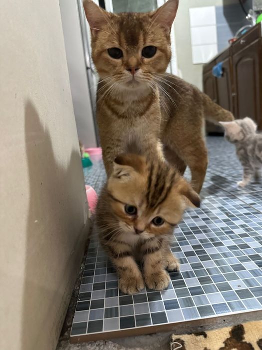 Котята Британцы