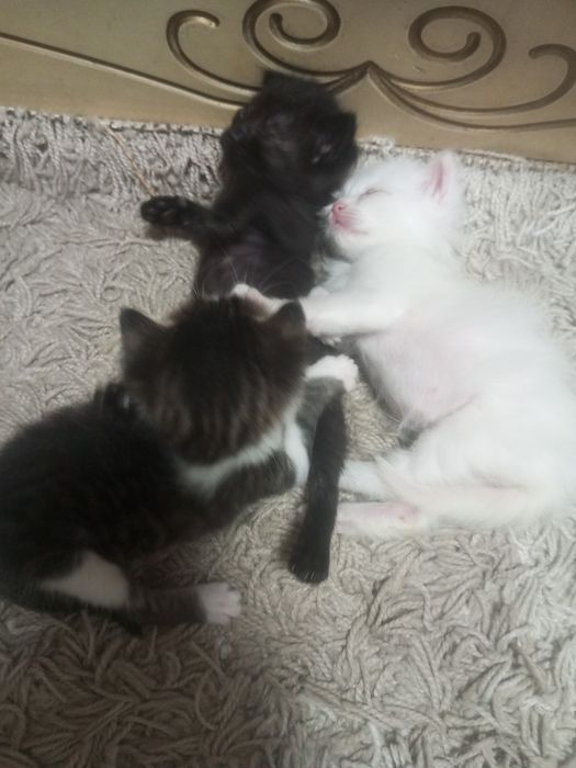 Отдам котят бесплатно