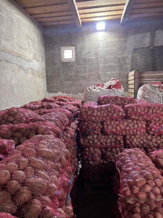 Cartofi consum Bellarosa