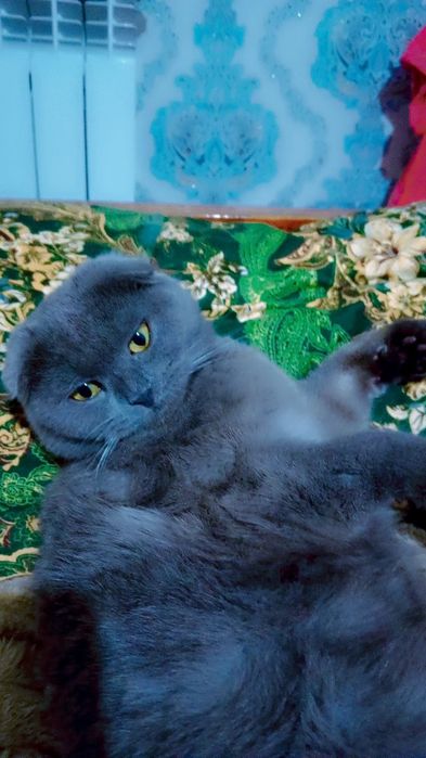 Mushuk sotiladi qiz bola 100$