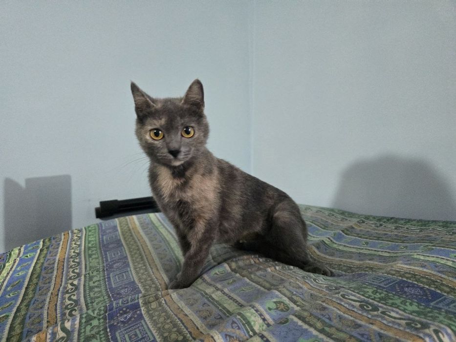 Ищет заботливые ручки!