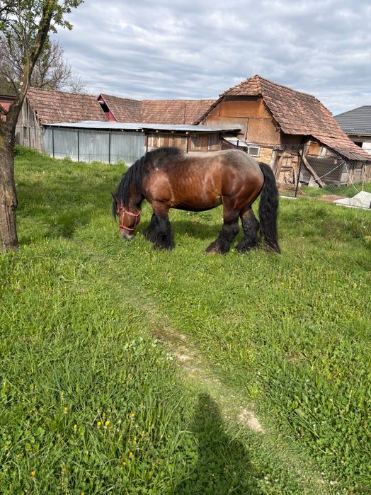 Armăsar belgian ………..