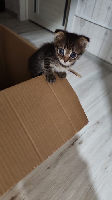 Очень красивые котята