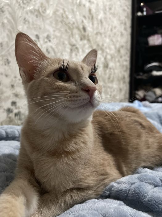 Отдам добрые руки