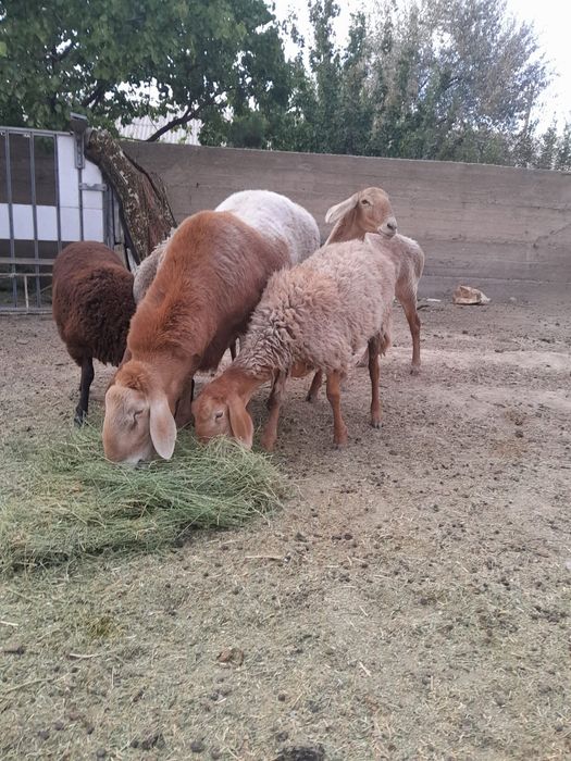 Арашан қошқар үрықтыққа