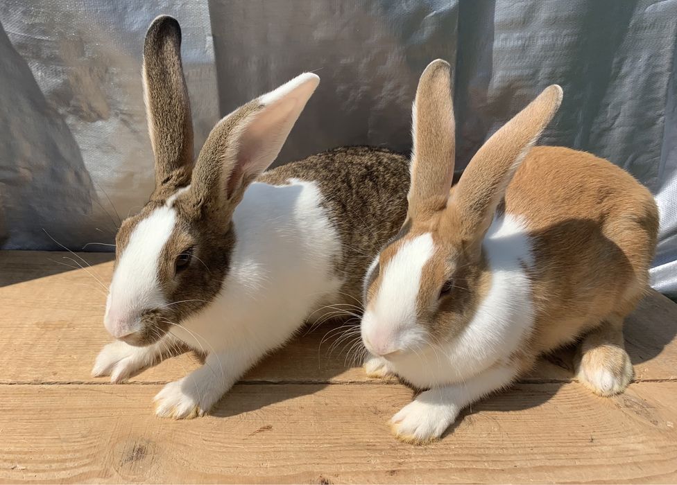 Iepuri hycole francez