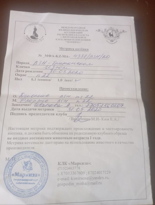 Отдам кота британца