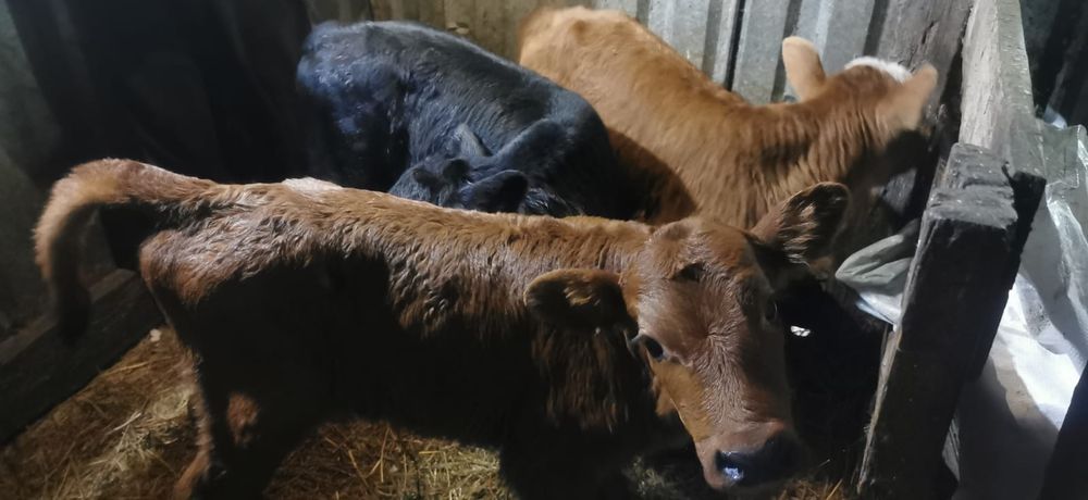 Продам телят 3шт