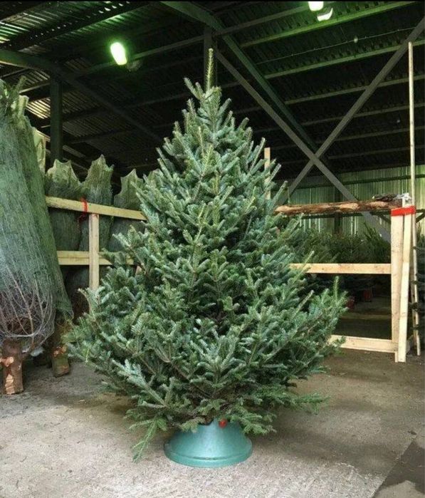 Искуственные ,живые елки , пихта,ель,сосна,гирлянда в подарок