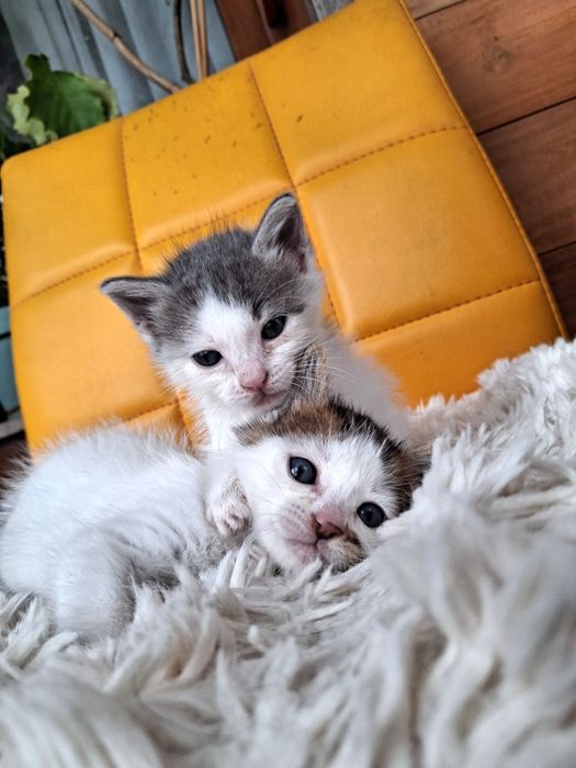 Котенца търсят дом-Варна