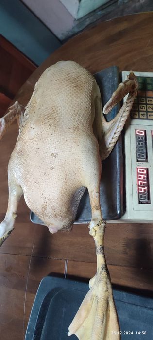 Продам гусей на согым