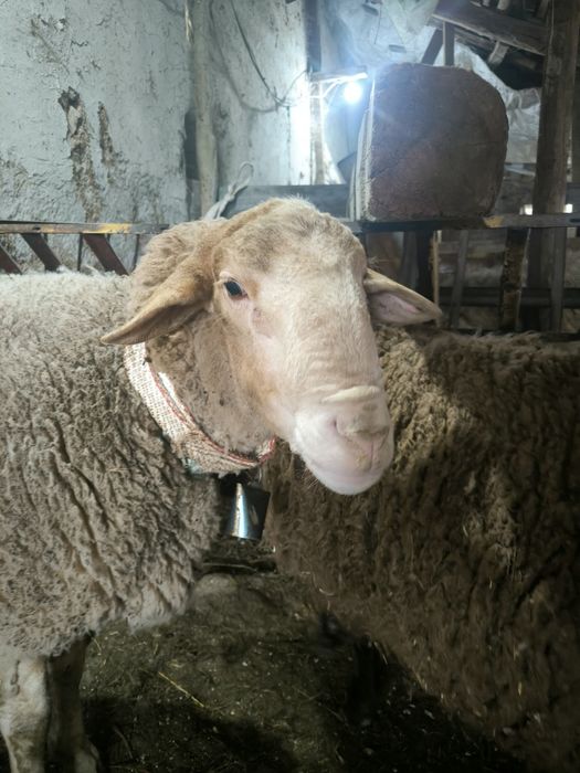 Продавам три коча