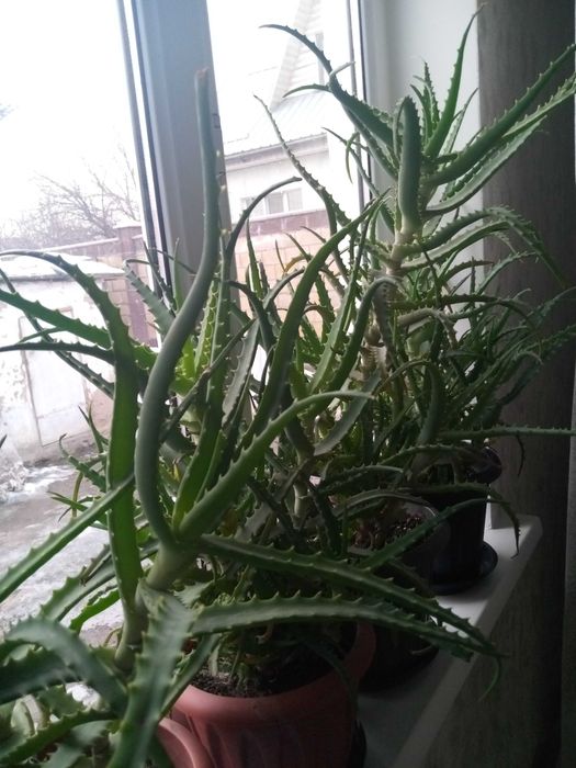 Продам алоэ лечебные
