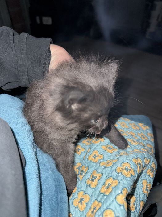Котенок 1 месяц мальчик
