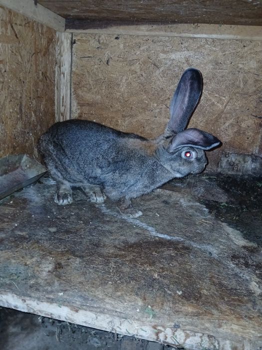 Iepuri de vinzare uriaș german și fluture