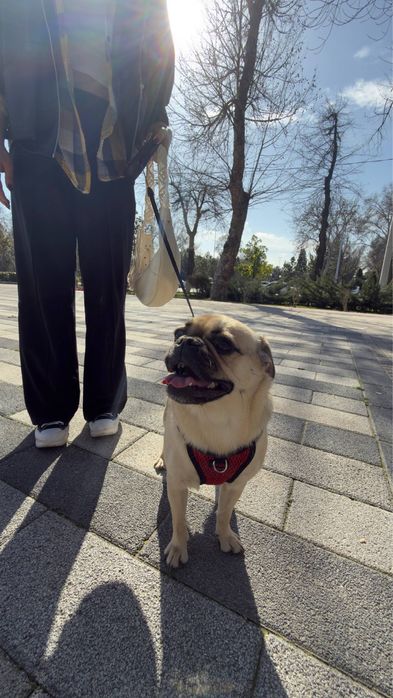 Профессиональный выгул собак в любом районе Ташкента. Urban Paws