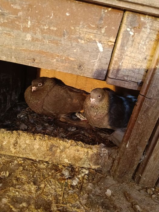 Продаются голуби