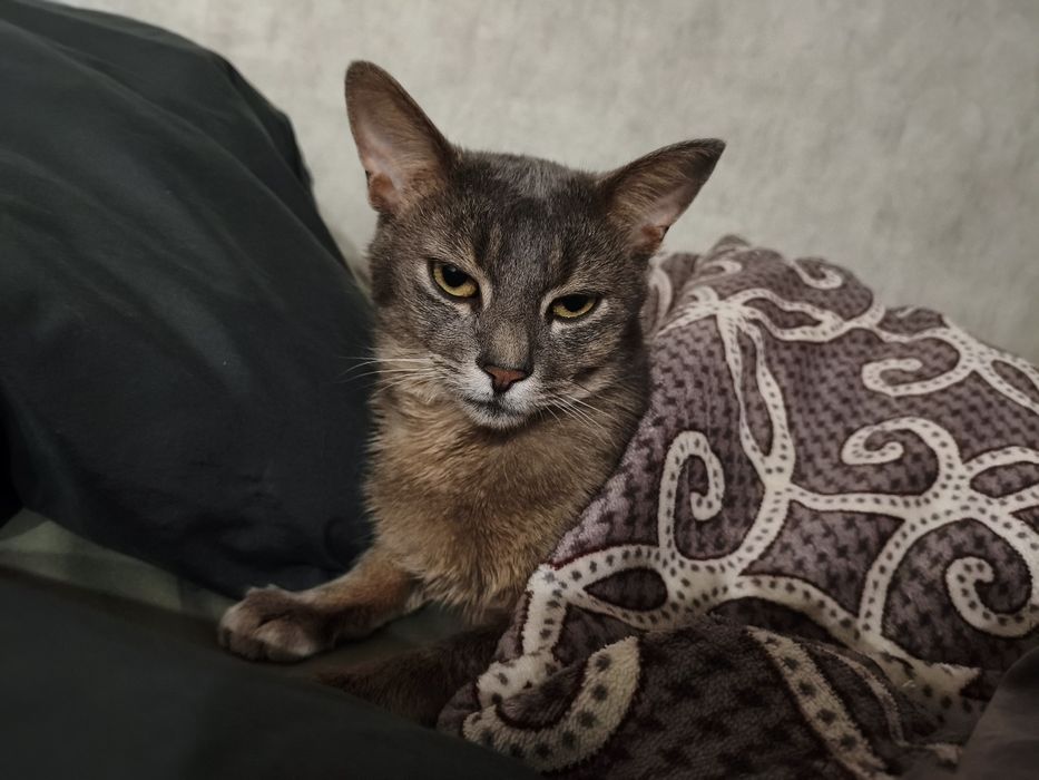 Отдам кота в добрые руки