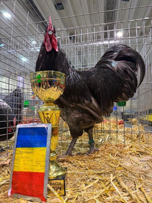Disponibile familii australorp negru si albastru