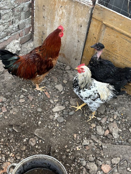 Cocoși de vanzare
