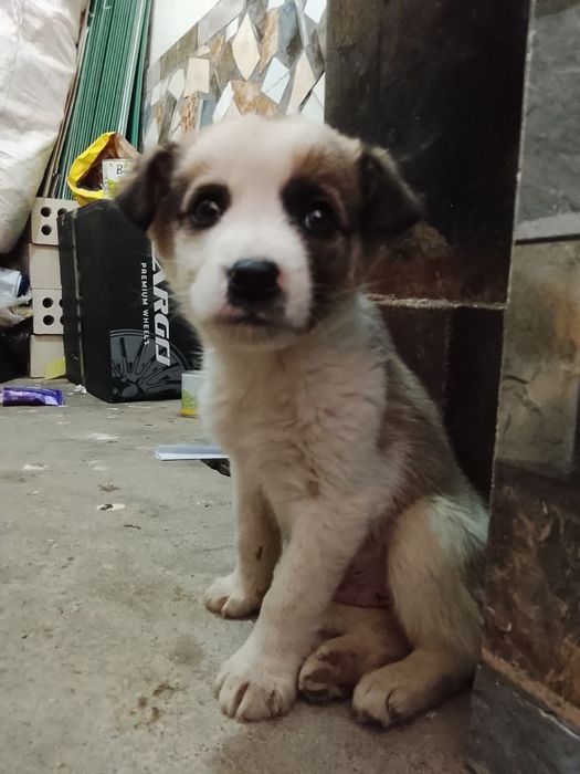 Пристраиваются щенки