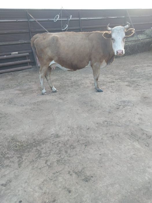 Продам корову стельную