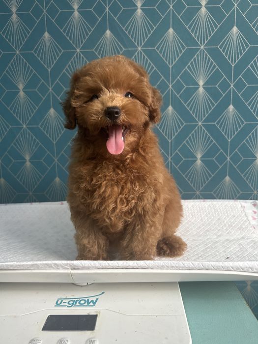 Poodle Toy  ,Caniche rasa pura,Pedigree FCi
