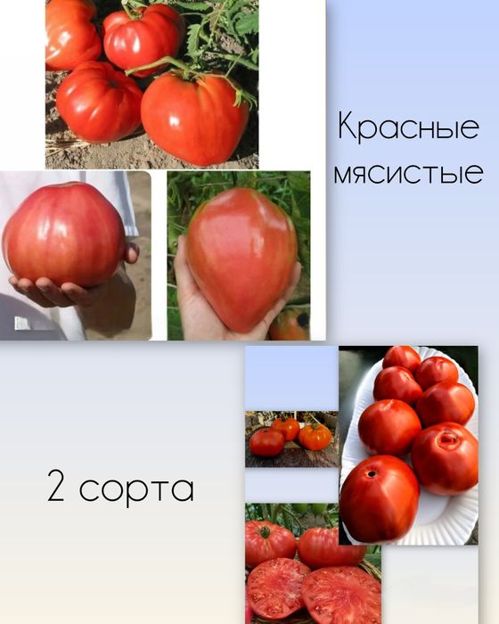Рассада разных сортов помидор