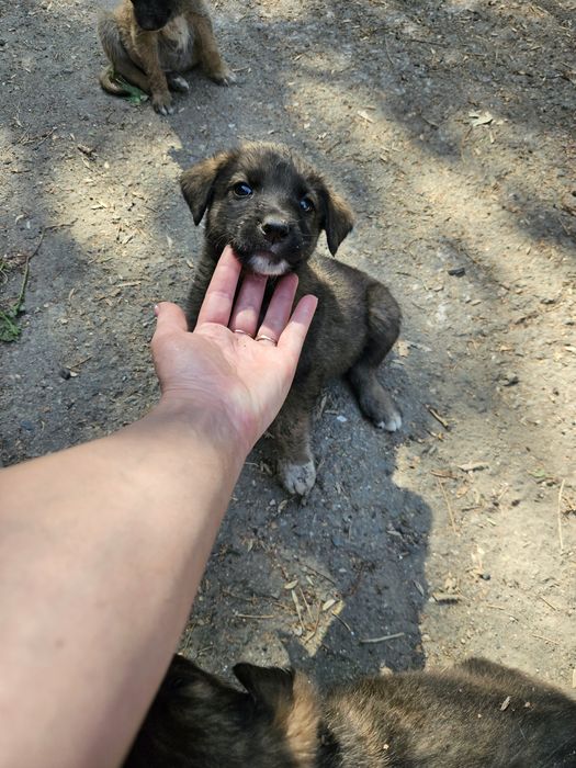 Щенята Алабая 1.5 месяца