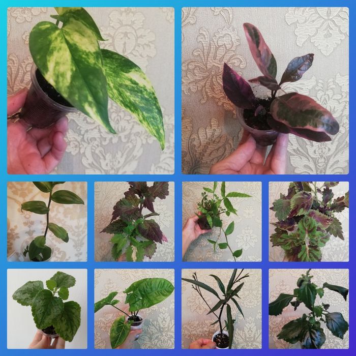 Комнатные растения