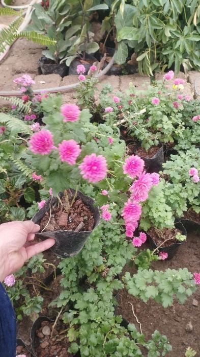 Ер гуллар 

Питония 2 500 сўм донаси 
Шафран 3 000 сўм донаси 
Салвия