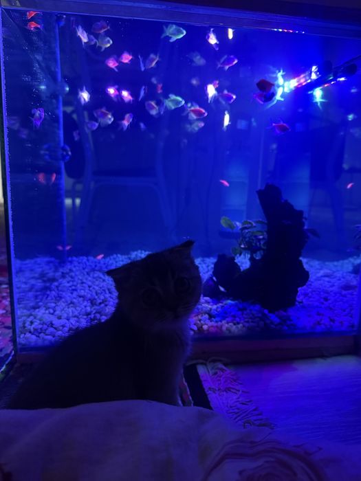 Котенок шотландская