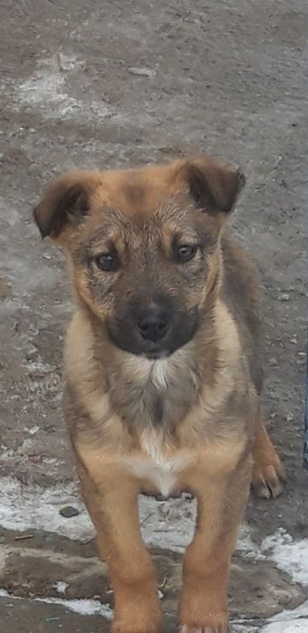 Щенка в добрые руки