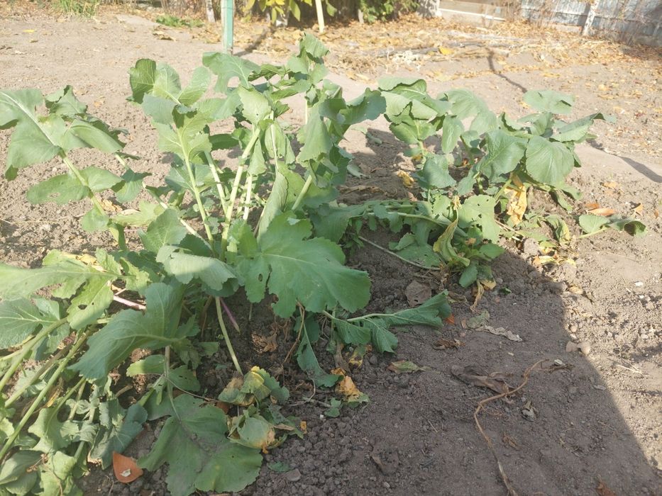 Черная редька /лечебная/