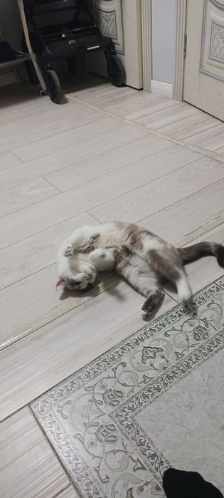 Отдам в добрые руки.