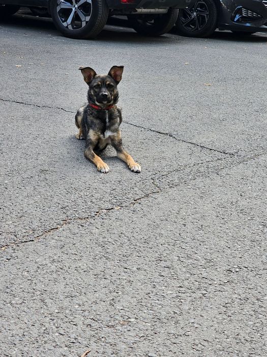 Cățelușă spre adopție