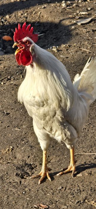 Vând cocoși Lehorn