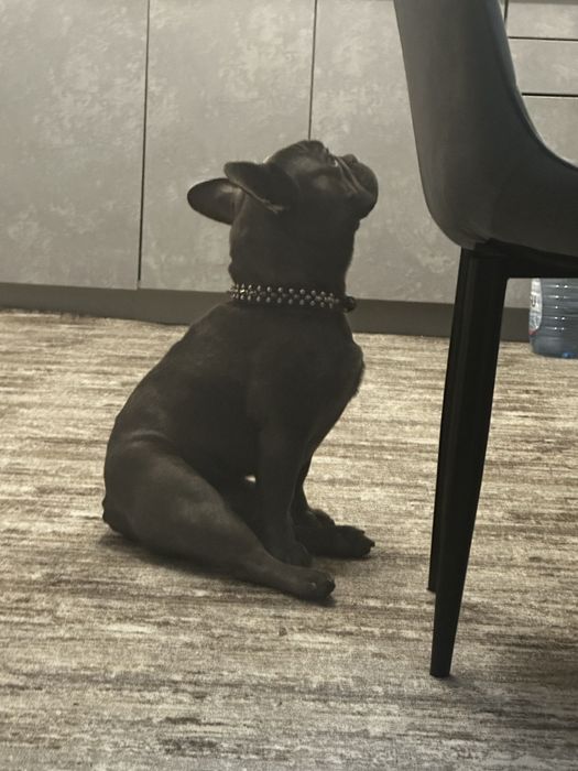 Продам французского бульдога