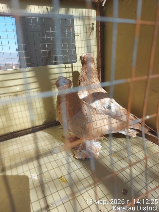 Голуби наваты молодые